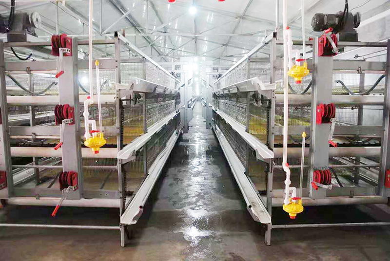 肉鸡行情，，，及养殖肉鸡装备