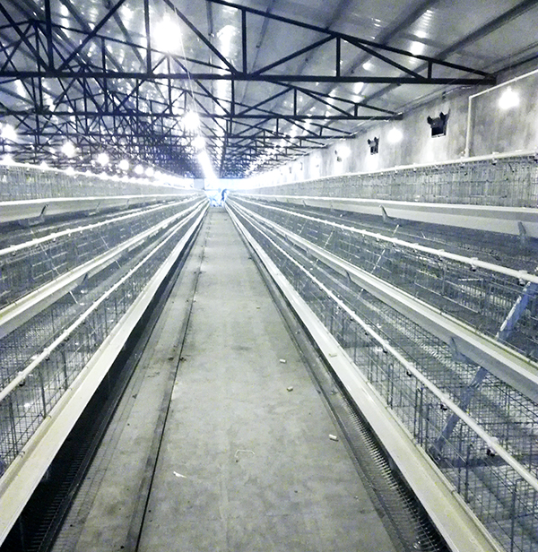 玩彩网畜牧蛋鸡装备的手艺要求有哪些？？？？？