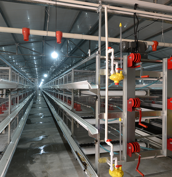 使用肉鸡装备时怎样对肉鸡笼子举行消毒？？？