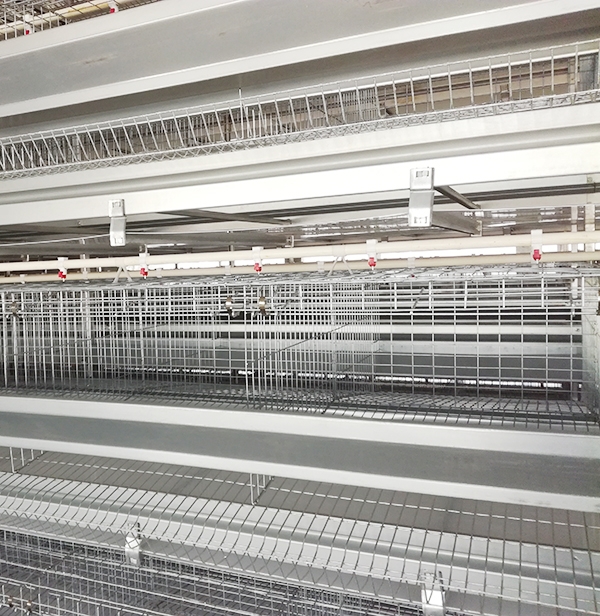 蛋鸡装备冬季也应勤加透风，，，，，利于鸡病防控